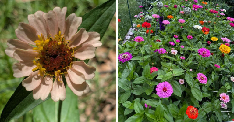 Why Ohio Zinnias Get Brown Centers In July And What Gardeners Can Do About It