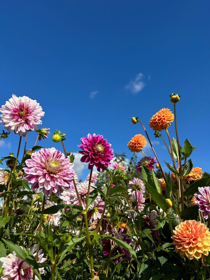 Why Ohio's Climate Makes Dahlias Worth The Extra Effort Why Ohio's Climate Makes Dahlias Worth The Extra Effort