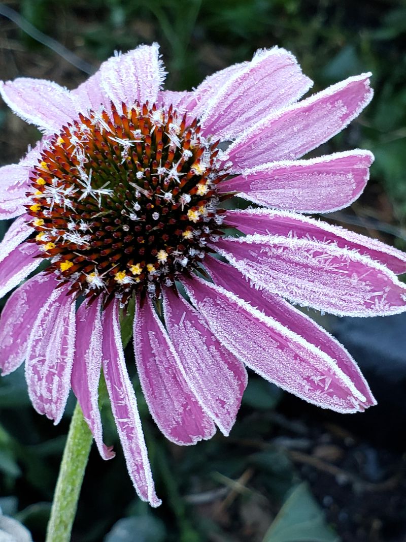 Why Ohio's First Frost Timeline Makes August Trimming Risky