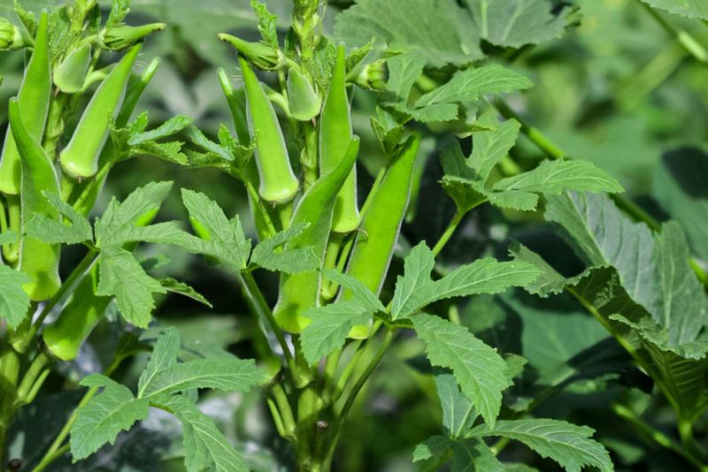 Why Okra Handles The Heat So Well Why Okra Handles The Heat So Well