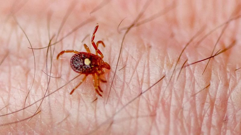 Why One Bite Can Be A Bigger Problem Than You Think Why One Bite Can Be A Bigger Problem Than You Think