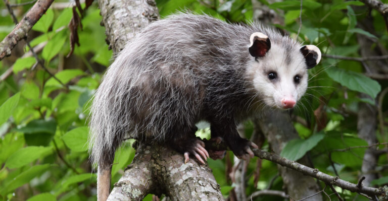 Why Opossums Are Actually Good For Your California Garden