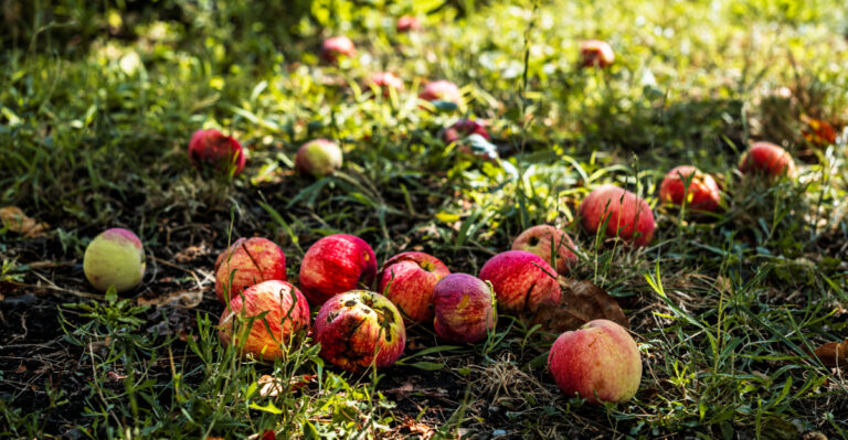 Why Oregon Apple Trees Drop Fruit Early Even When They Look Healthy