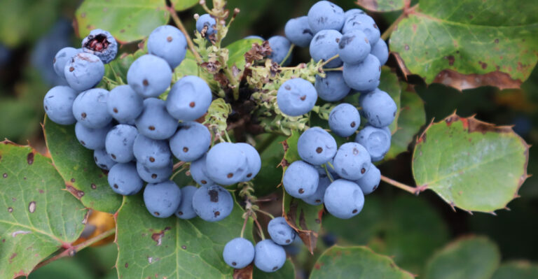 Why Oregon Grapes Stay Sour (And What Gardeners Should Check First)