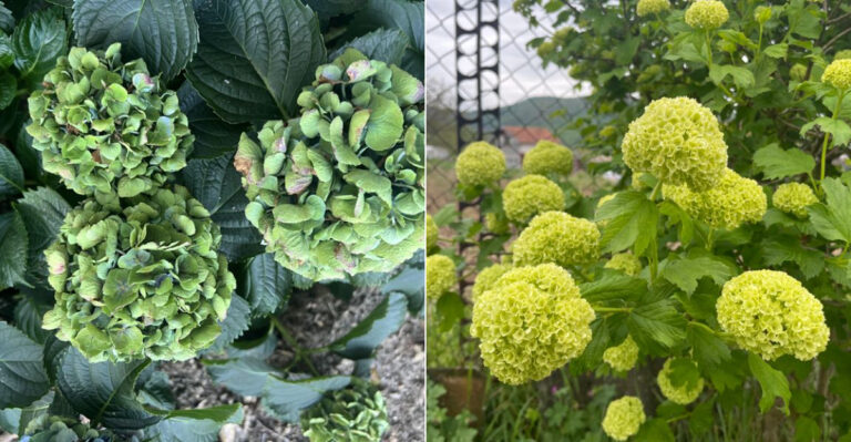 Why Oregon Hydrangea Blooms Are Turning Green In Summer And Whether You Should Worry