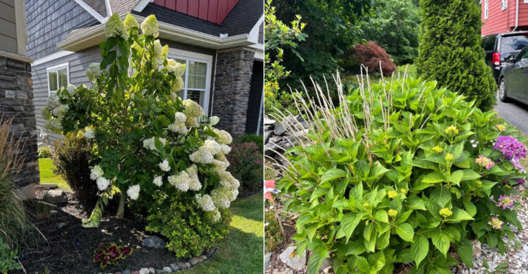 Why Oregon Hydrangeas Bloom On Only One Side And The Simple Fix Most Gardeners Never Try