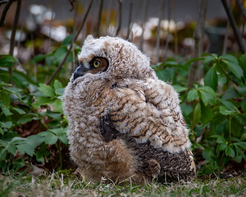 Why Owls Are Showing Up In More New York Yards Why Owls Are Showing Up In More New York Yards