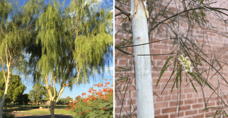 Why Palo Blanco Is Becoming A Favorite Small Shade Tree In Arizona