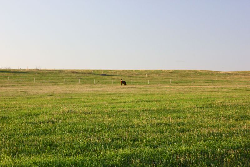 Why Pastures Turn Reddish-Brown