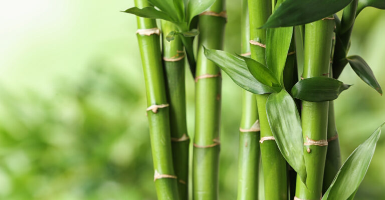 Image Credit: © New Africa / Shutterstock