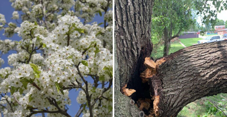 Why Pennsylvania Homeowners Are Ripping Out Bradford Pears This Summer