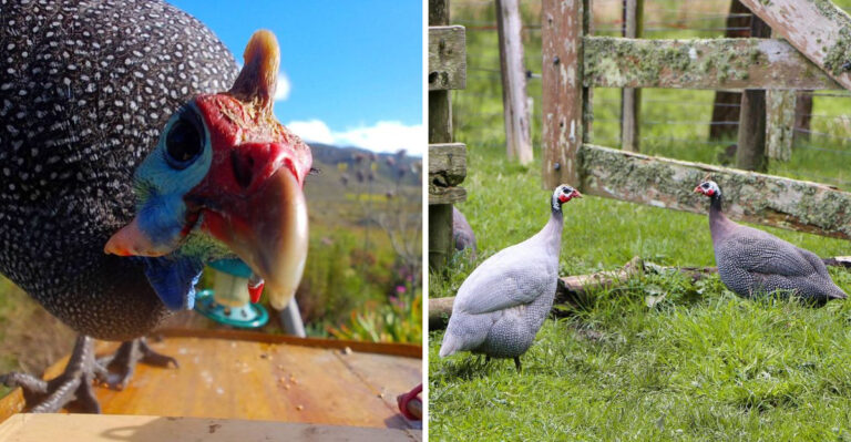 Why Pennsylvania Homeowners Are Turning To Guinea Fowl For Tick Control
