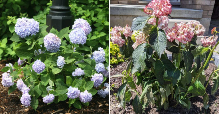 hydrangea and wilted hydrangea