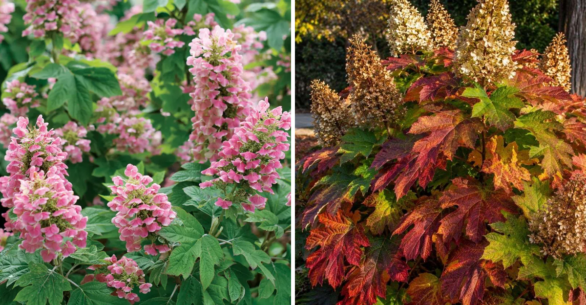 oakleaf hydrangea