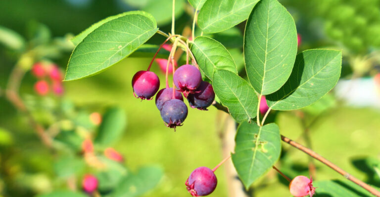Why Pennsylvania Serviceberry Is The Native Edible Tree Every Homeowner Should Have Planted Already