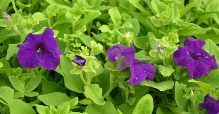 Why Petunias Stop Blooming Right When Summer Starts