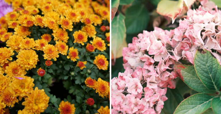 Why Pinching Mums In Early July Matters For Illinois Gardens And What Happens If You Wait