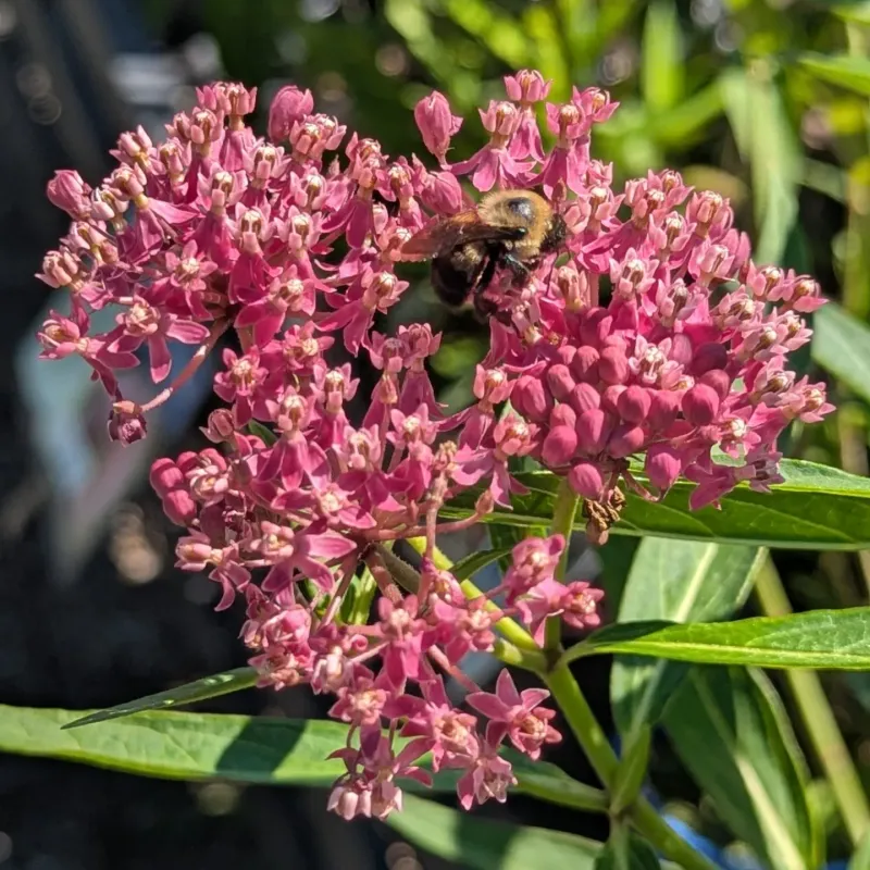 Why Pollinators Love The Flowers Why Pollinators Love The Flowers