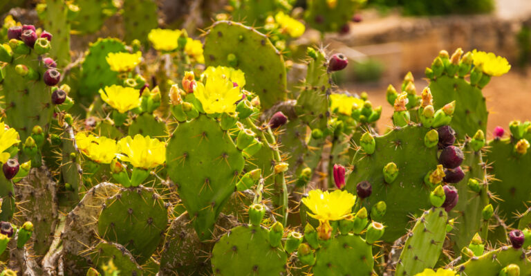 Prickly Pear cactus (featured image)