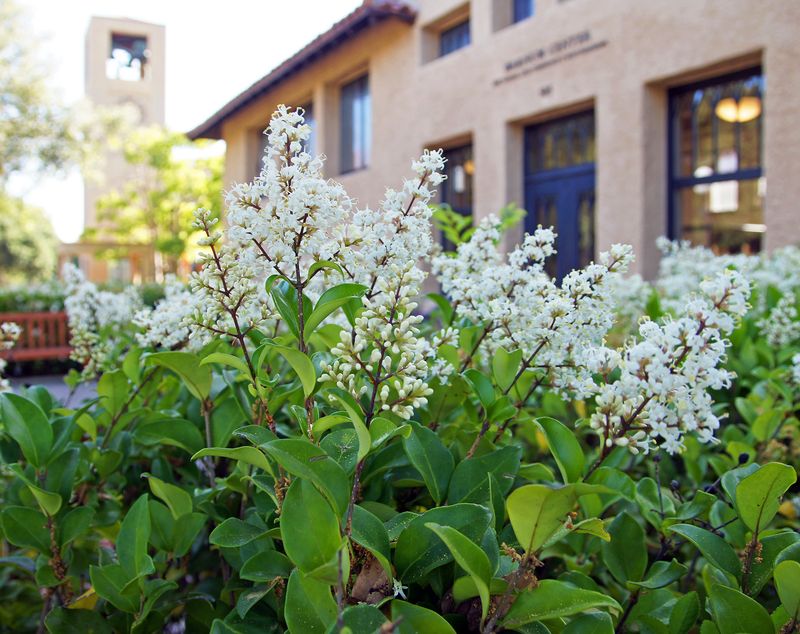 Why Privet Is A Problem In Pennsylvania Yards Why Privet Is A Problem In Pennsylvania Yards