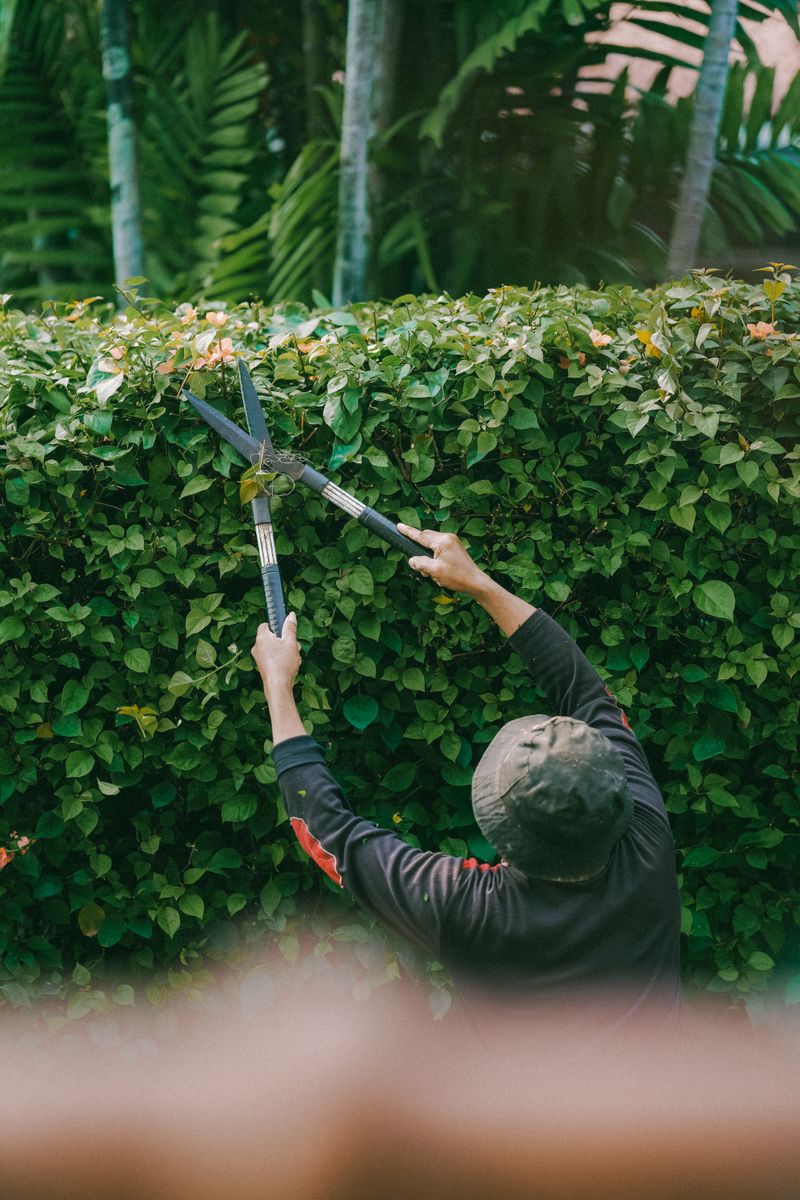 Why Pruning Shrubs In Hot Weather Puts Extra Stress On Plants