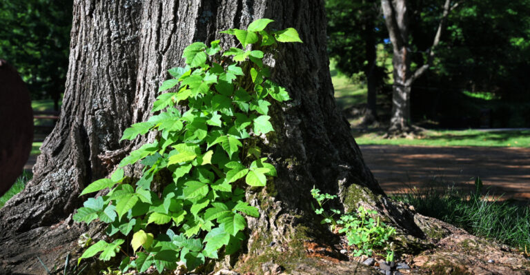 Poison Ivy (featured image)