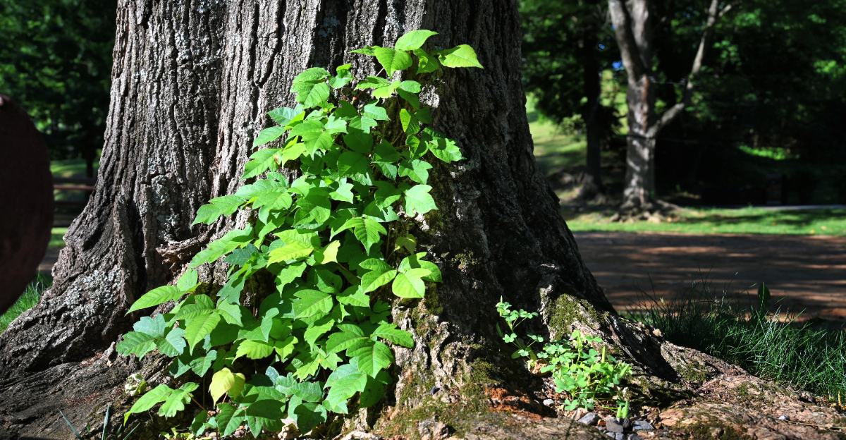 Poison Ivy (featured image)