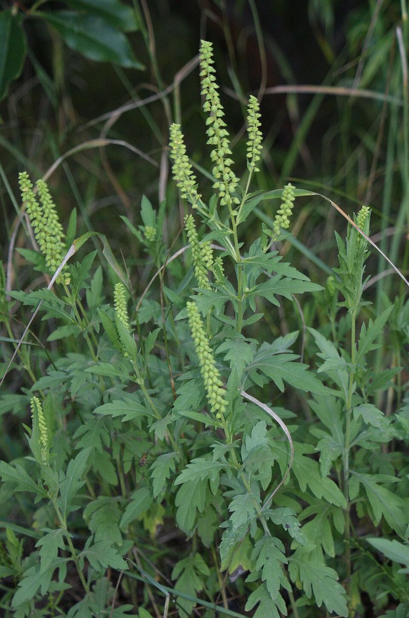 Why Ragweed Thrives In Certain Types Of Yards Why Ragweed Thrives In Certain Types Of Yards