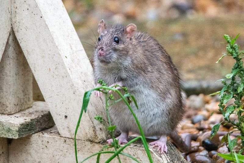 Why Rats Are Drawn To Backyard Gardens Why Rats Are Drawn To Backyard Gardens