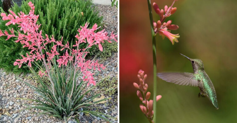 Why Red Yucca Is One Of The Best Front Door Plants For Arizona Homes