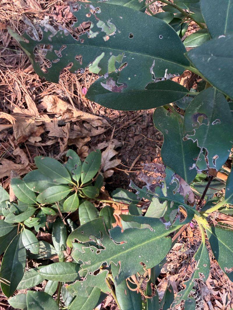 Why Rhododendrons Are So Vulnerable To This Pest