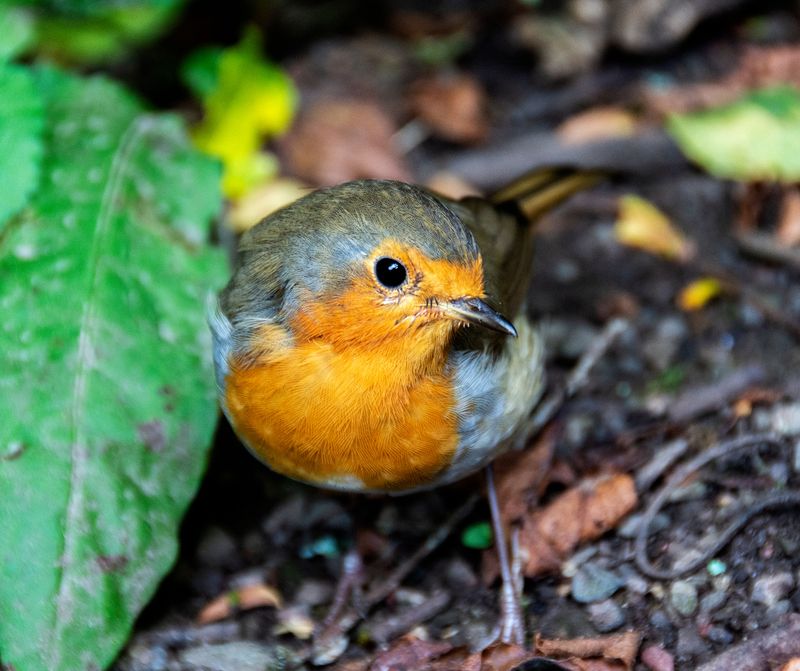 Why Robins Are Drawn To Dry, Compact Soil Why Robins Are Drawn To Dry, Compact Soil