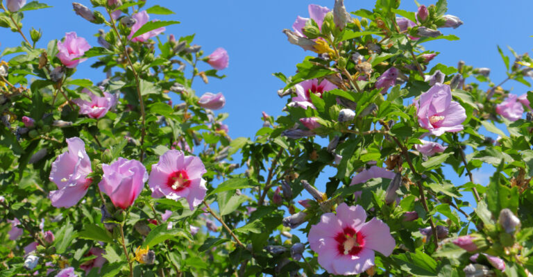 rose of sharon