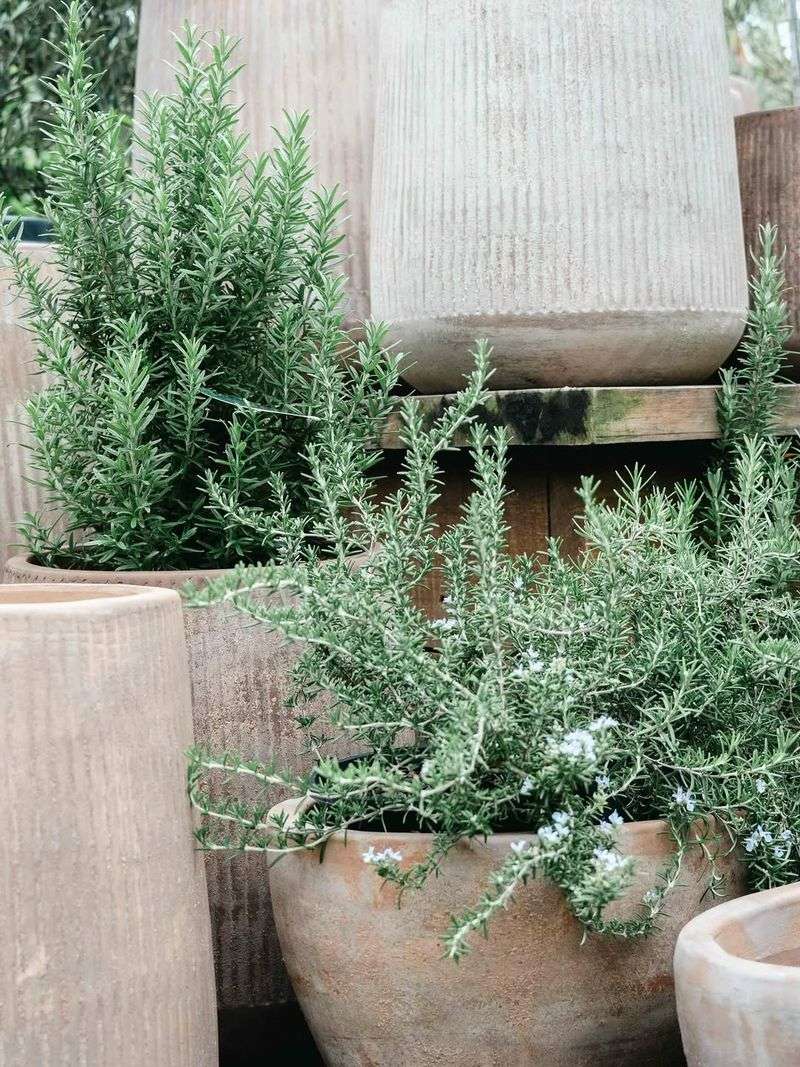 Why Rosemary Belongs Near A Texas Front Door Why Rosemary Belongs Near A Texas Front Door