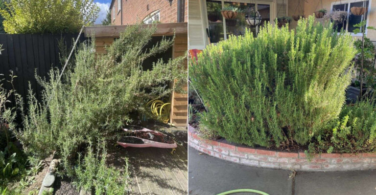 Why Rosemary Is One Of The Riskiest Plants To Grow Within 5 Feet Of A California Home