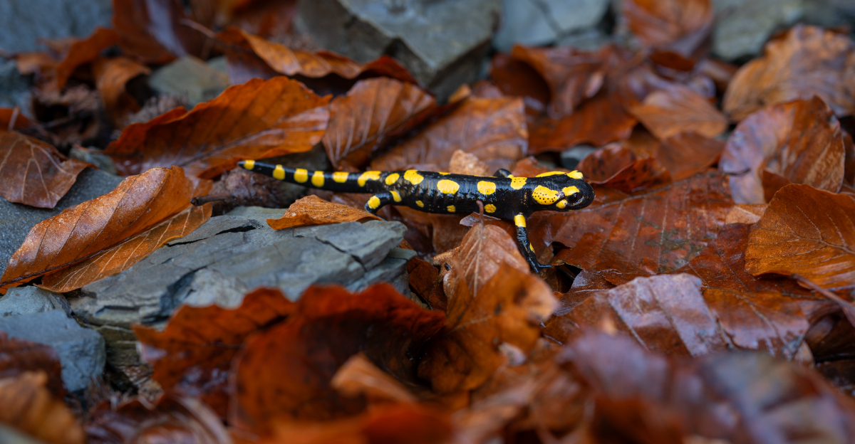salamander