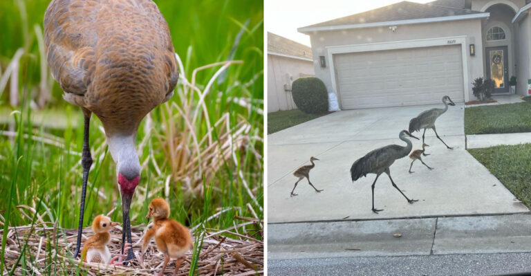 Why Sandhill Cranes Keep Returning To Your Florida Property