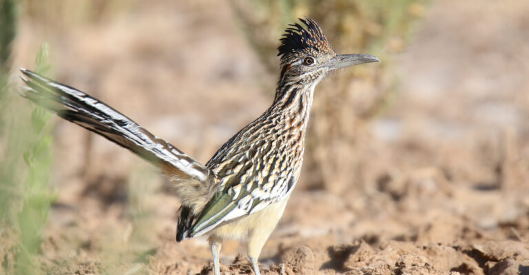 Roadrunner (featured image)