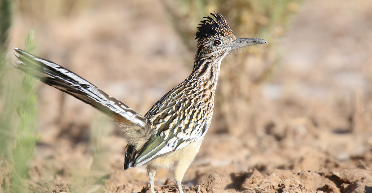 Roadrunner (featured image)