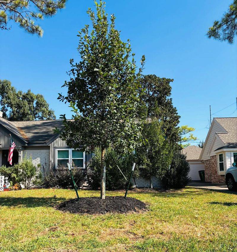 Why Shade Trees Matter So Much In Texas Heat Why Shade Trees Matter So Much In Texas Heat