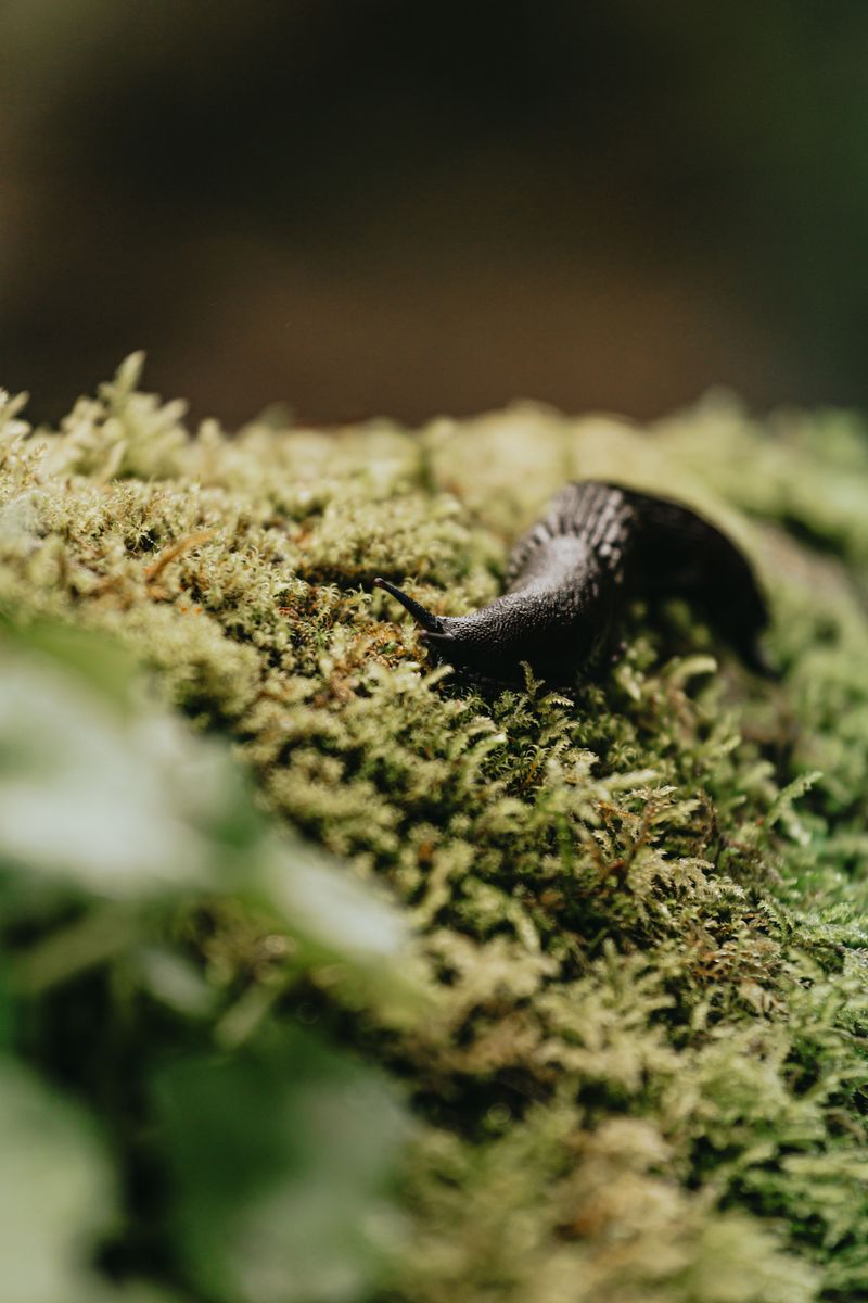 Why Slugs And Snails Choose Damp, Shaded Spots To Lay Eggs Why Slugs And Snails Choose Damp, Shaded Spots To Lay Eggs