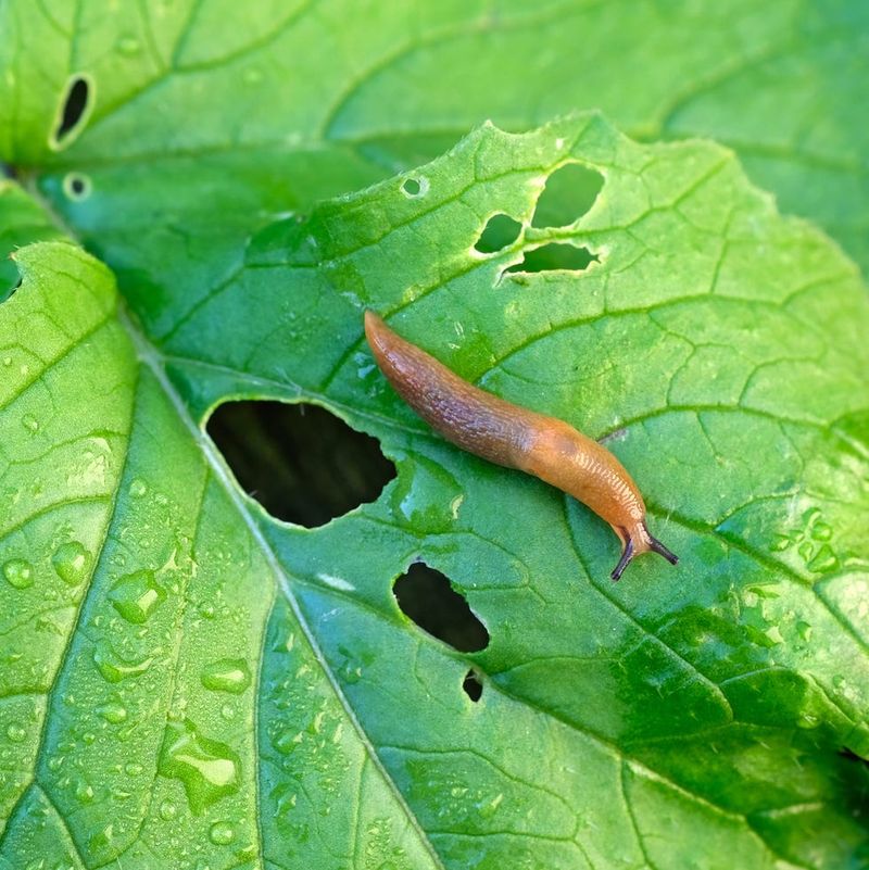 Why Slugs Love Shaded Pennsylvania Beds Why Slugs Love Shaded Pennsylvania Beds