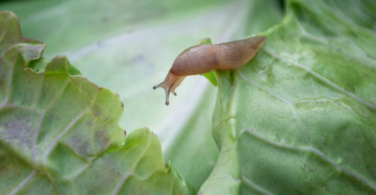 slug on leaf