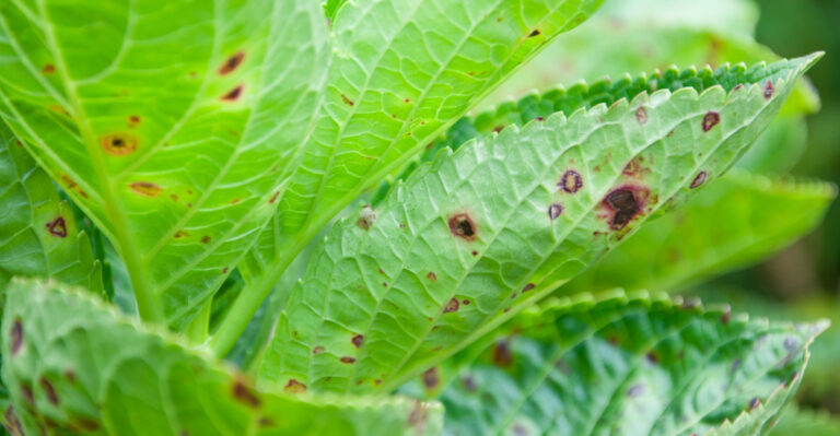 Why Are Massachusetts Gardeners Noticing More Brown Spots On Hydrangea Leaves This Season