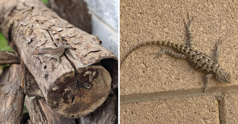 Why Some Arizona Yards Attract Far More Lizards Than Others