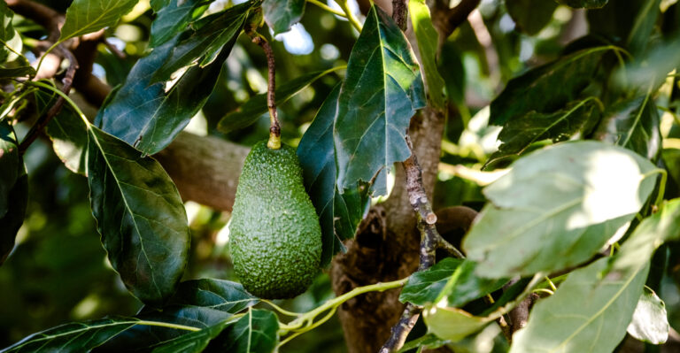 Why Some California Avocado Trees Drop Leaves During Heat Waves