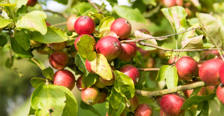 Why Some California Fruit Trees Need Summer Thinning More Than Fertilizer