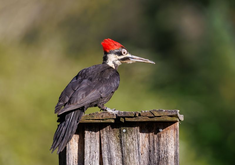 Why Some Drilling Is Just Territorial Drumming