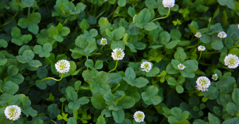 clover (featured image)
