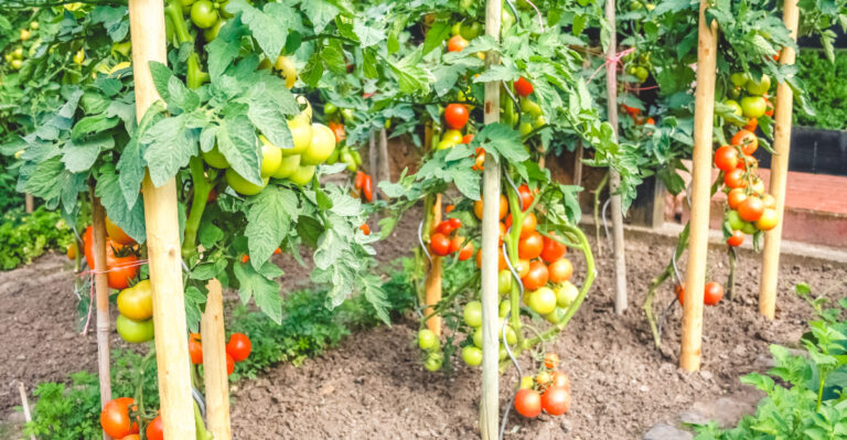 tomatoes (featured image)